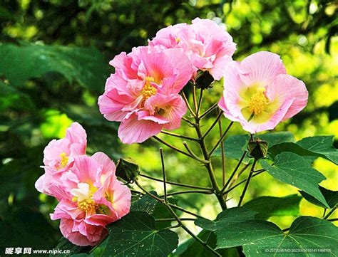 芙蓉用途|芙蓉